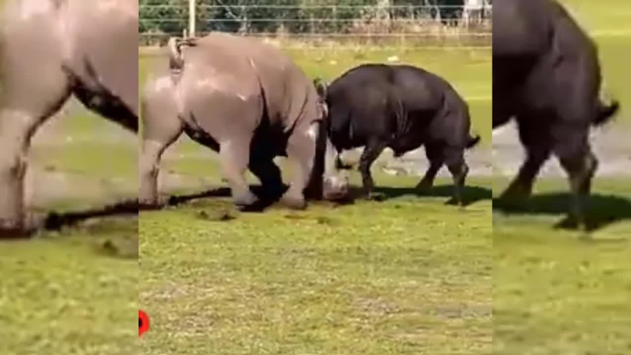 Trâu đực hung hăng đấu tay đôi với tê giác khổng lồ