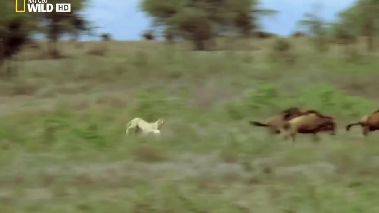 Báo đốm châu Phi thua muối mặt trước linh dương đầu bò