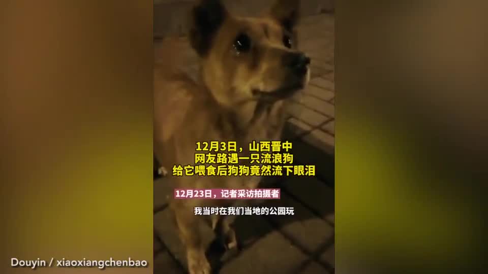 Chú chó hoang rơi nước mắt khi được người lạ cho ăn