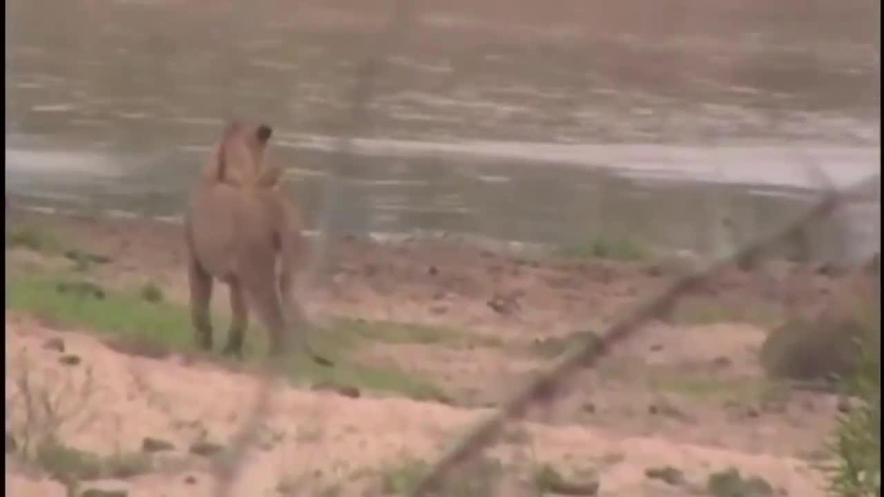 Hãi hùng cảnh sư tử bị cá sấu “khủng” tấn công trên sông