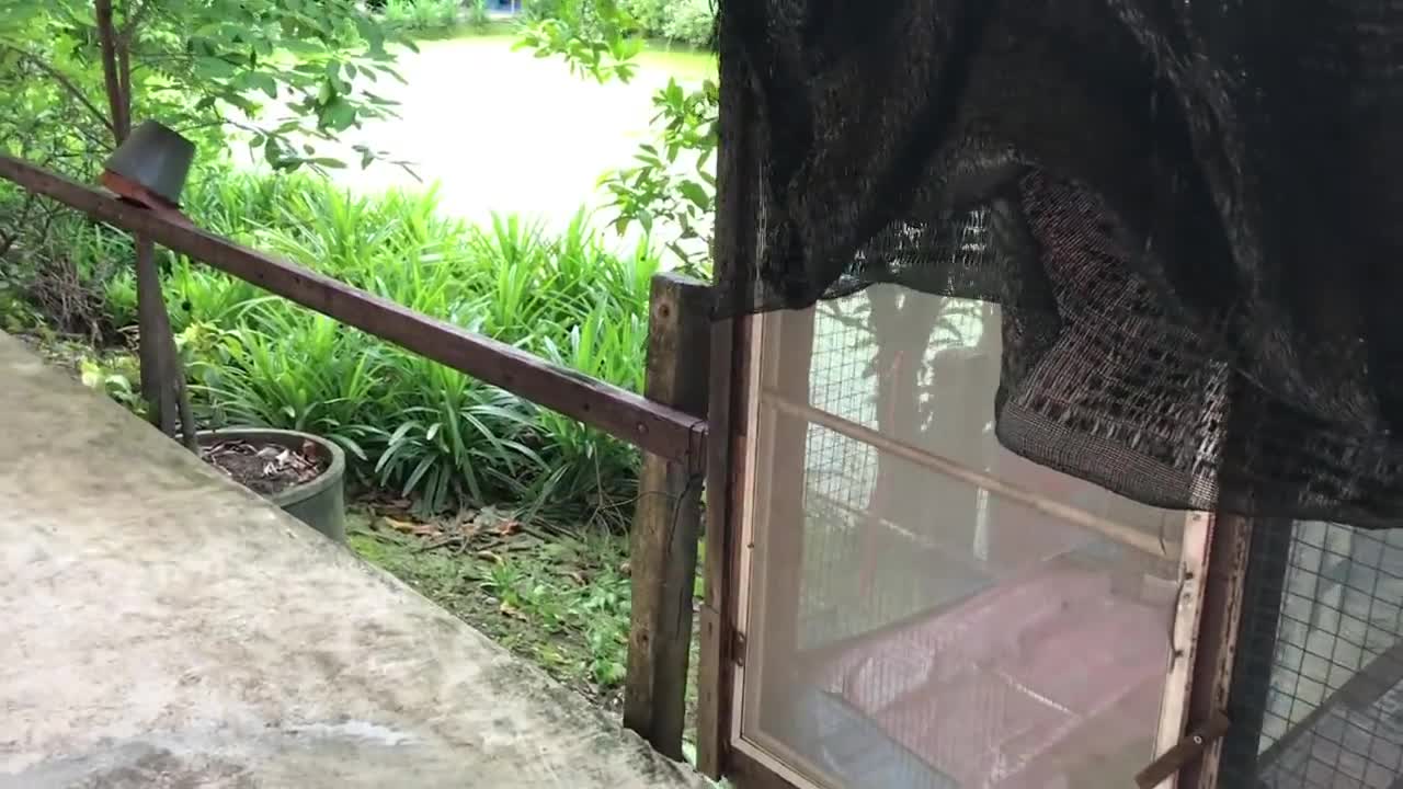 Kỳ đà ăn sống rắn ngay trong vườn nhà
