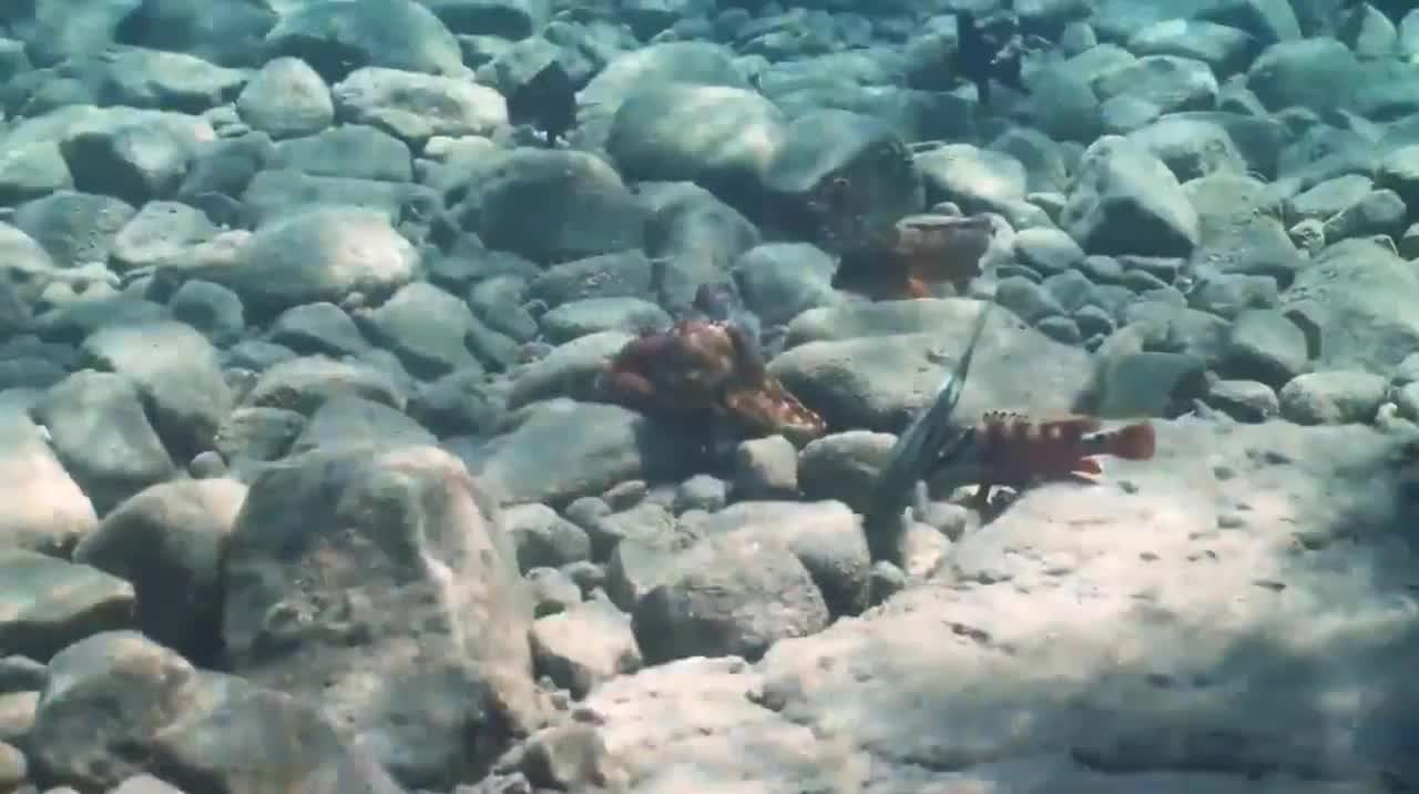 Phát hiện bạch tuộc đấm vào mặt cá trong lúc săn mồi