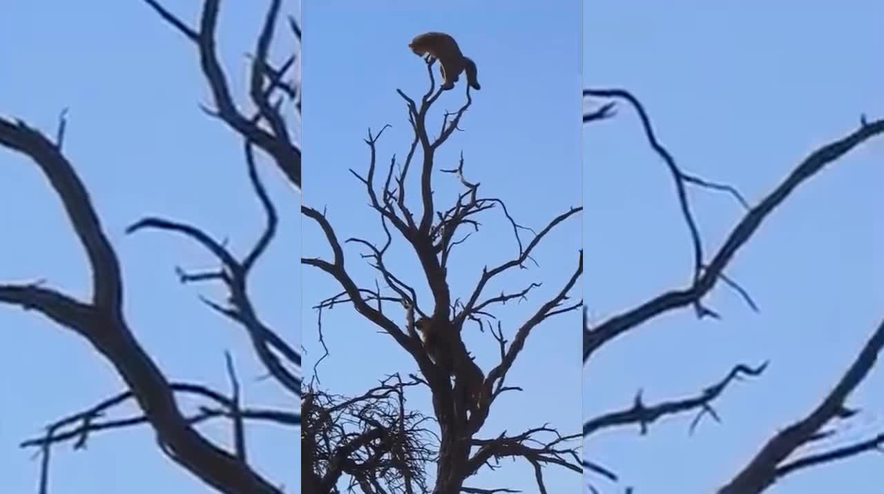 Linh miêu săn đuổi mèo hoang lên tận ngọn cây và cái kết bất ngờ