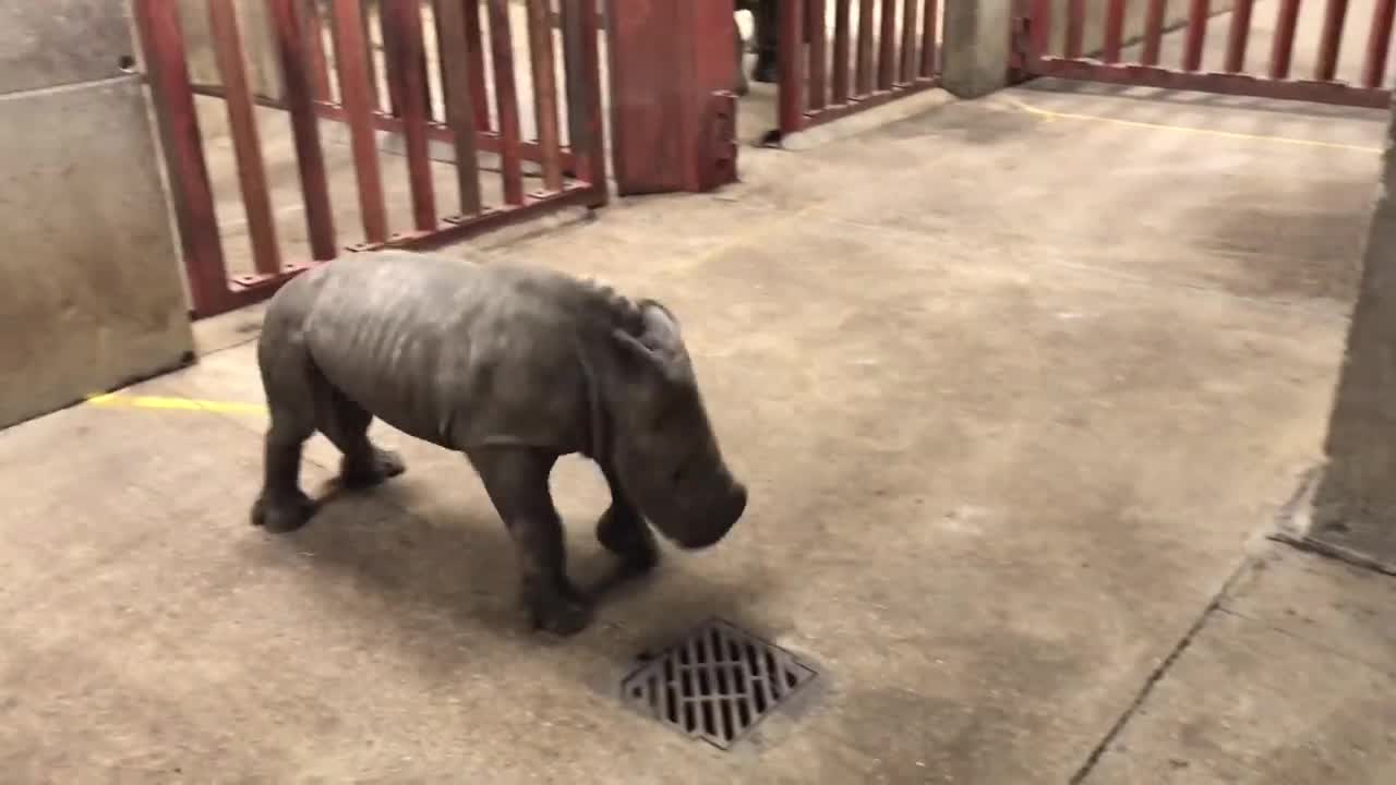 Tê giác con thích thú trêu đùa người chăm sóc