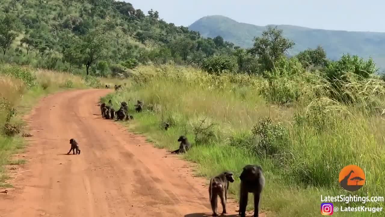Khỉ đầu chó bắt cóc 2 con báo nhỏ làm đồ chơi