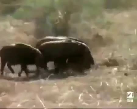 Thổ dân dùng khỉ lùa bắt lợn rừng cực bá đạo