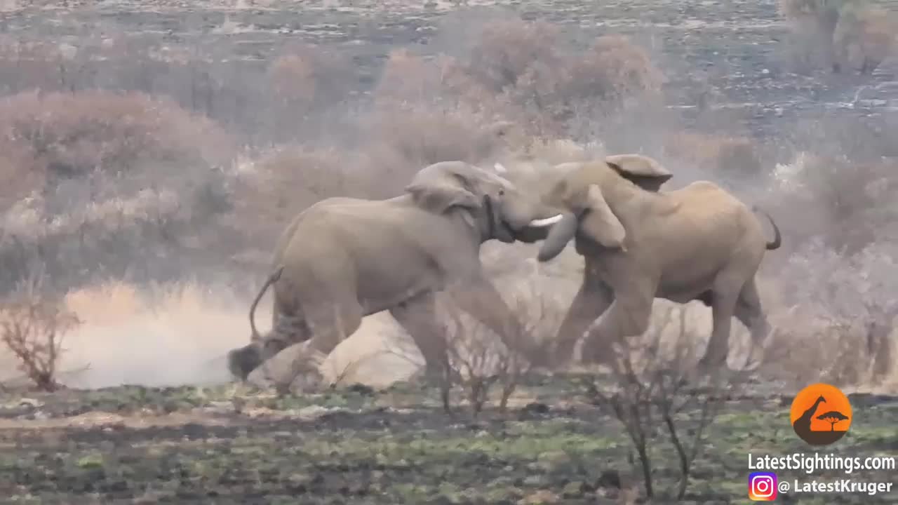 Cái kết bi thảm cho voi đầu đàn bị lật đổ