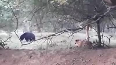 Hổ lén vỗ mông gấu và cái kết