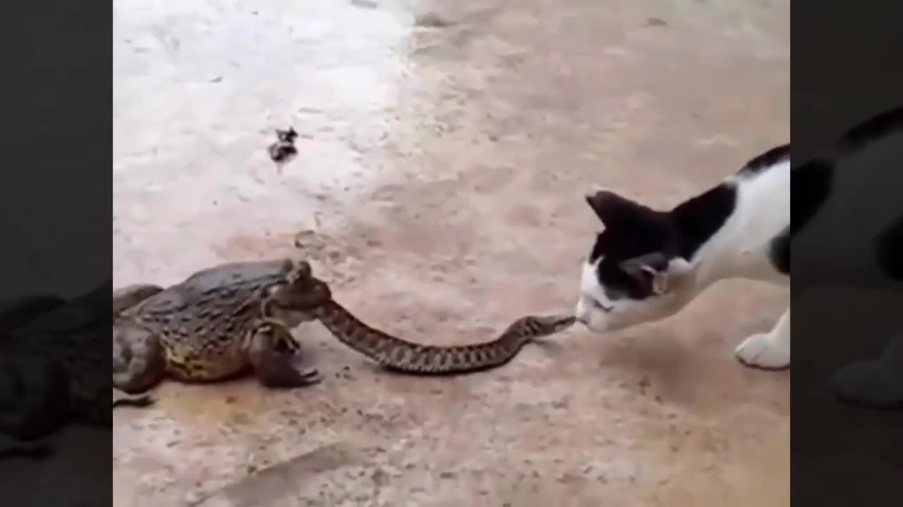 Clip: Bị ếch ăn tươi nuốt sống, rắn vẫn hung hăng tấn công mèo