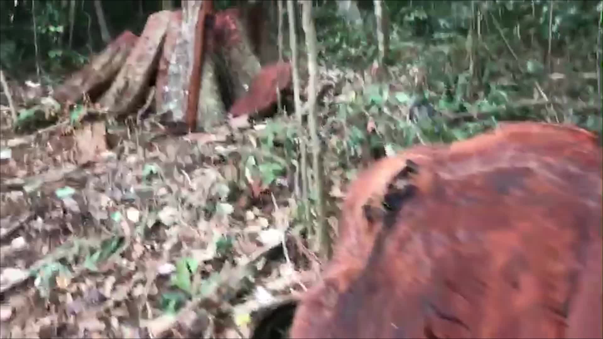 Công an tỉnh Quảng Bình đấu tranh chuyên án phá rừng 