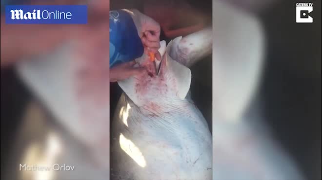 Mổ bụng cá mập đã chết, người đàn ông cứu được gần 100 sinh mạng
