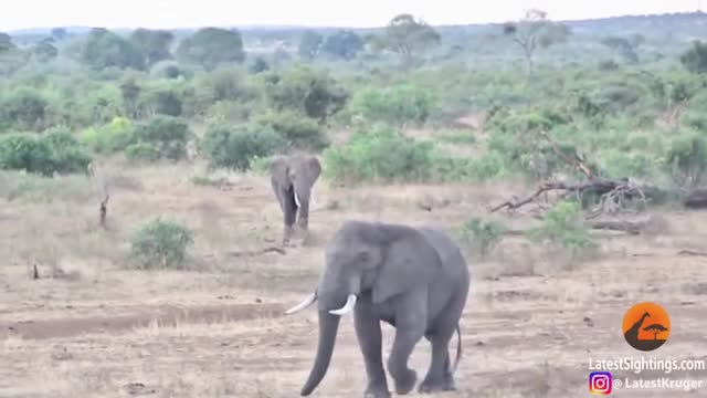 Bị voi điên tấn công, tê giác mẹ liều mình bảo vệ con và cái kết