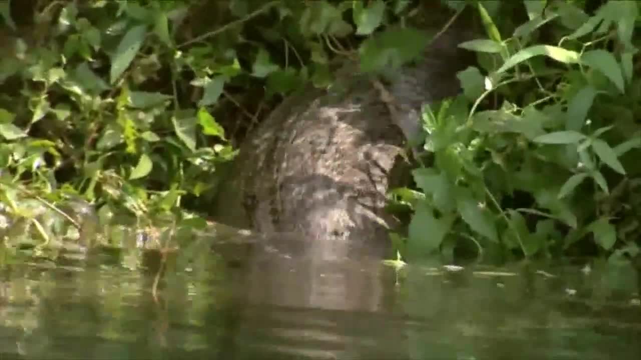 Đang luồn lách dưới sông, cá sấu bất ngờ bị quái vật truy sát