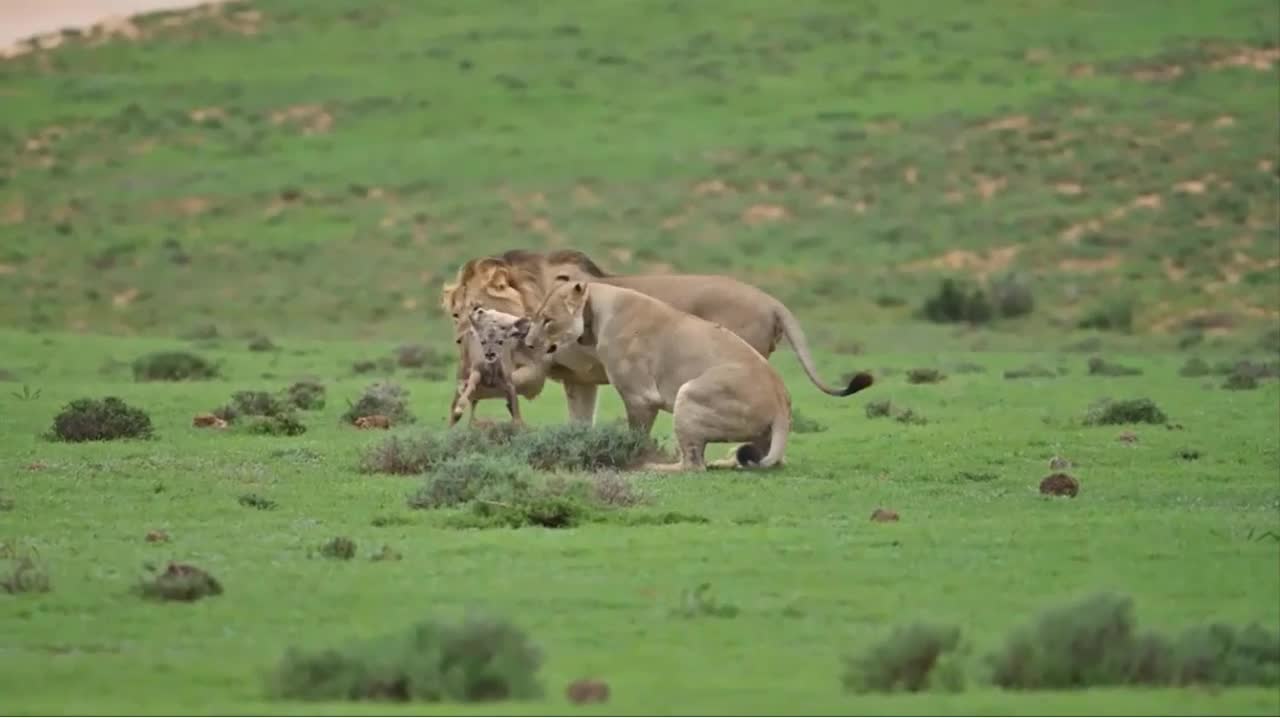 Cặp sư tử thích thú chơi đùa với linh dương con suốt 20 phút