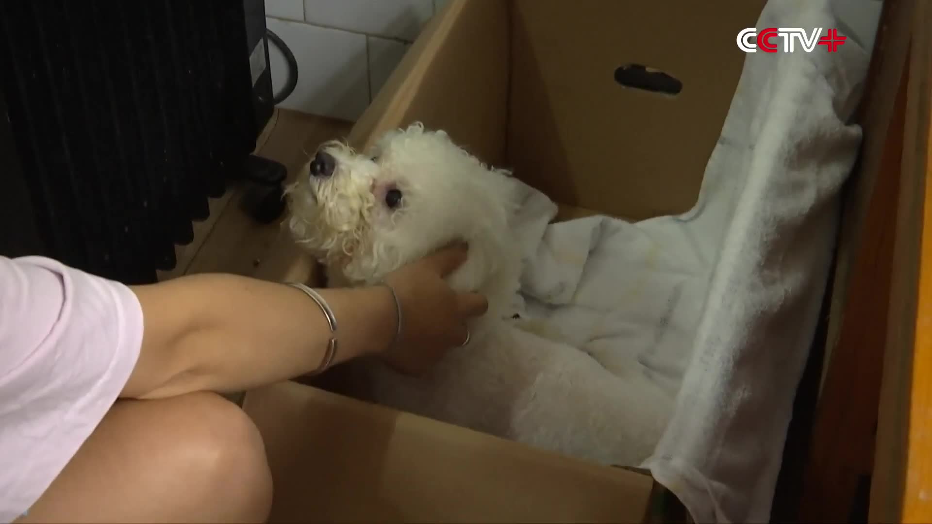Clip Báo đen sơ sinh được chó mẹ nhận nuôi sau khi bị bỏ rơi