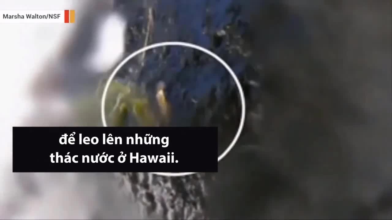 Loài cá kỳ lạ có thể leo vách đá cao hàng chục mét