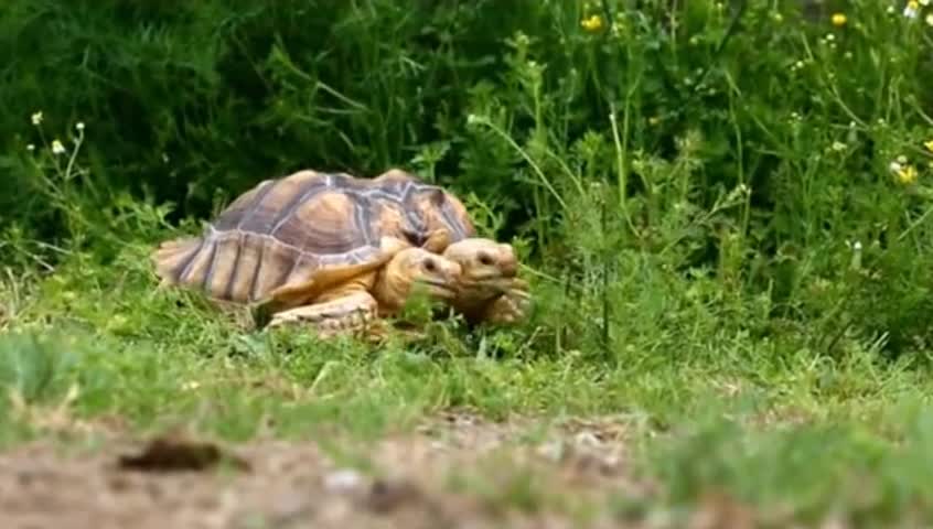 Con rùa hai đầu ra đời nhất thế giới ở Hy lạp