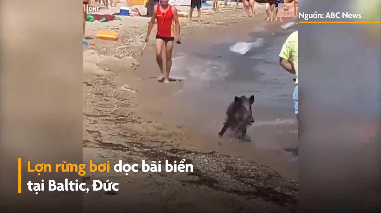 Lợn rừng náo loạn bãi biển Đức