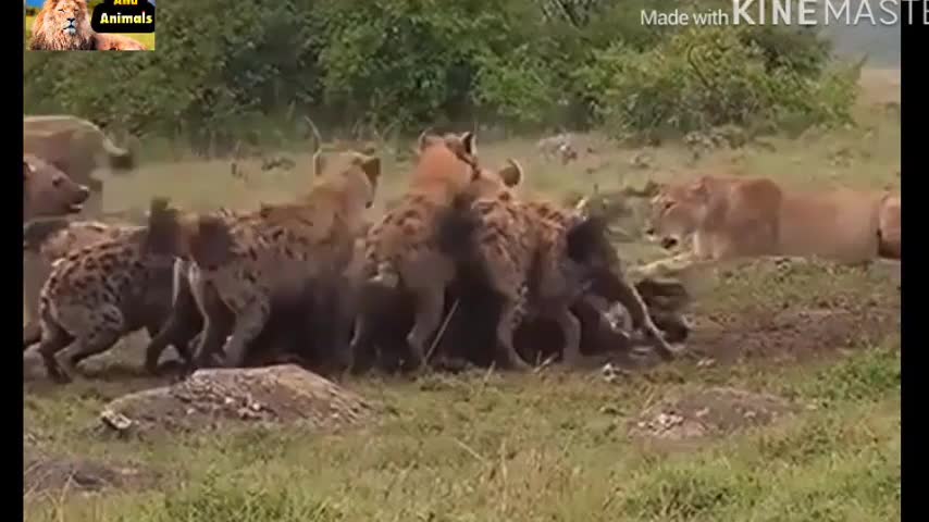Sư tử và linh cẩu hỗn chiến điên cuồng để tranh nhau thức ăn