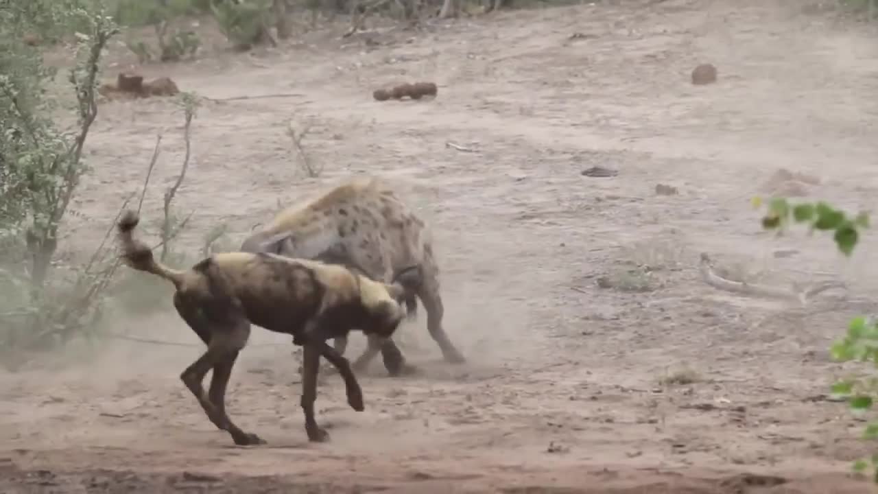 Bị đàn chó hoang lao vào cắn xé, linh cẩu có hành động khiến kẻ săn mồi tắt điện