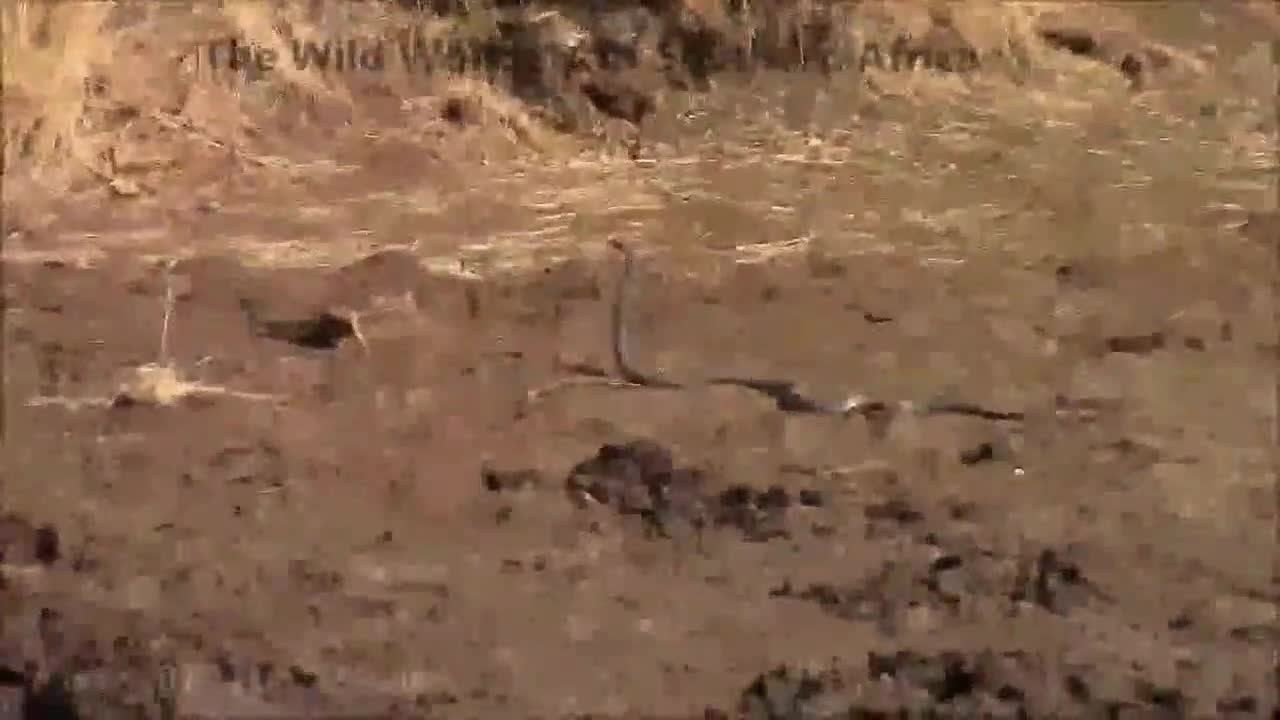 Vừa uống nước xong, rắn độc hàng bậc nhất châu Phi bị gặm nhấm truy sát
