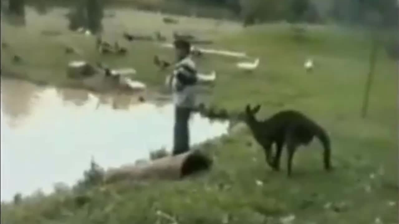 Chuột túi Kangaroo đạp người đàn ông lộn cổ xuống hồ