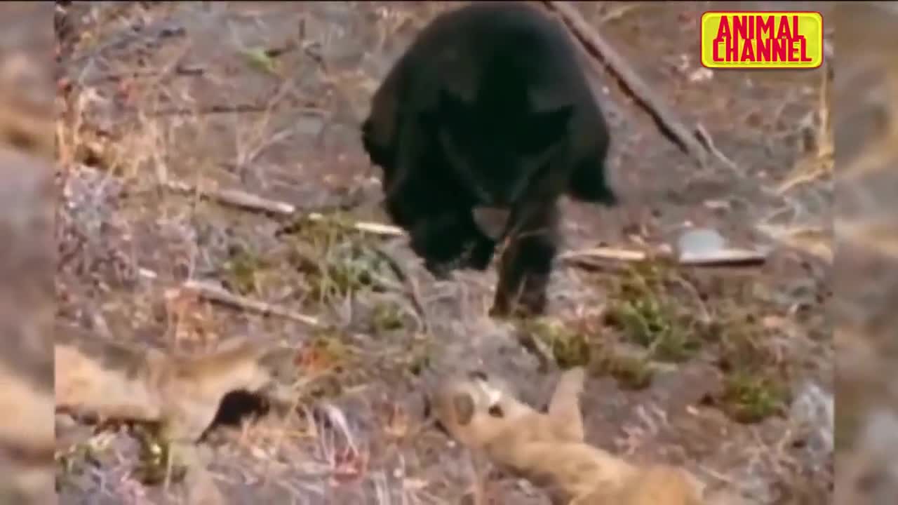 Giở thói côn đồ bắt nạt báo con, gấu đen bị trả thù tới tấp