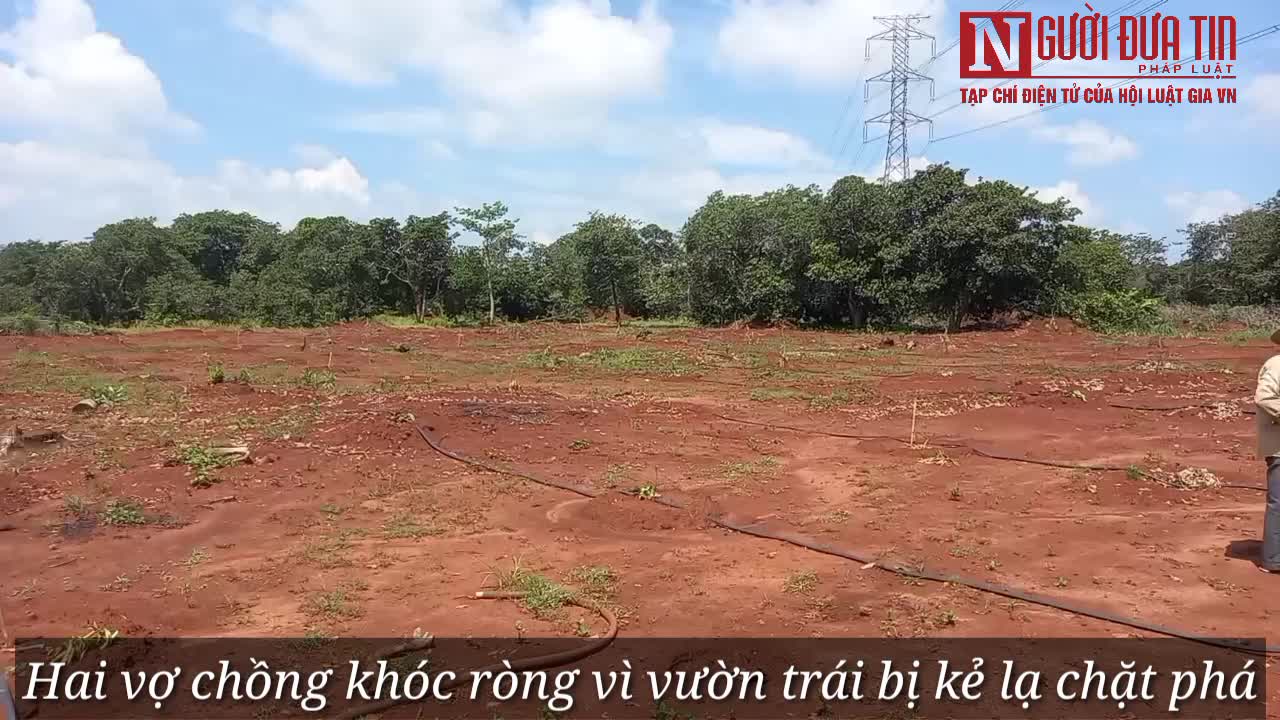 Hàng trăm gốc cây bị chặt phá ở Bà Rịa - Vũng Tàu