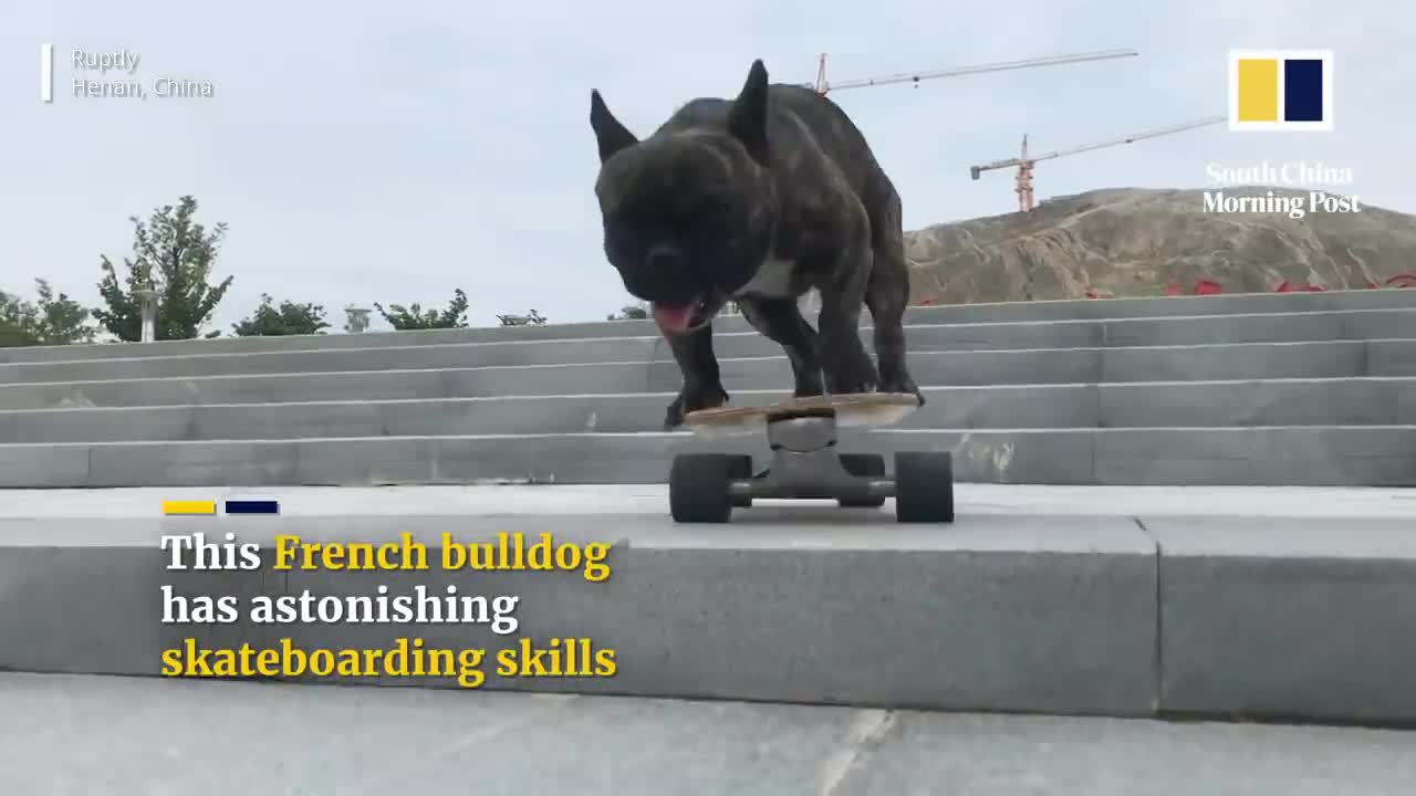 Clip: Chú chó pulldog nổi tiếng mạng xã hội nhờ tài trượt ván