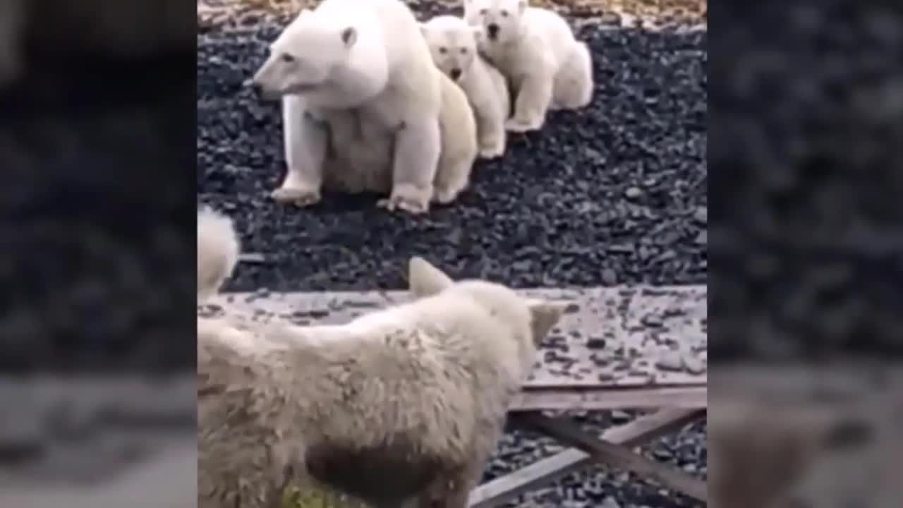 Gấu bắc cực mẹ đem con vào thị trấn để trốn con đực