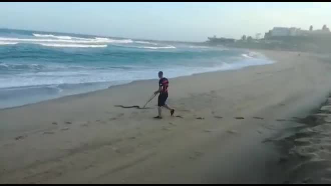 Chạy bộ trên bãi biển thót tim khi phát hiện sinh vật kịch độc - Người Đưa Tin