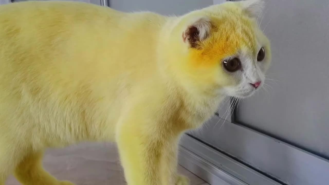 Mèo cưng nổi như cồn vì hóa Pikachu sau khi chữa nấm