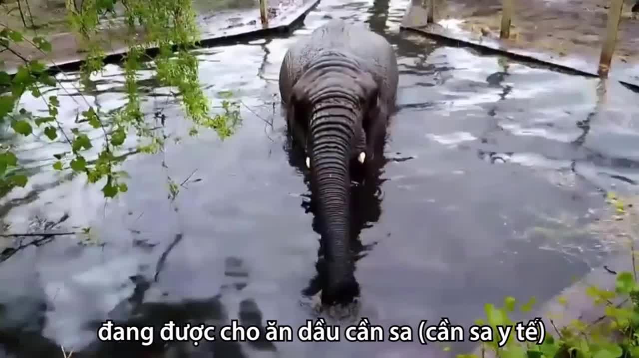 Sở thú ở Ba Lan cho voi ăn cần sa để giảm căng thẳng