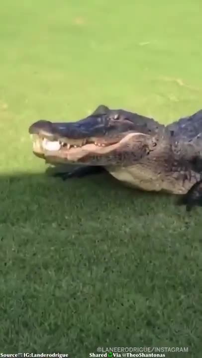 Cá sấu lẻn vào ăn trộm bóng trên sân golf