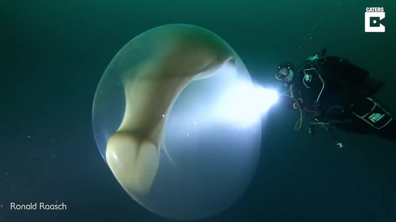 Thợ lặn phát hiện bọc trứng bí ẩn khổng lồ giữa biển