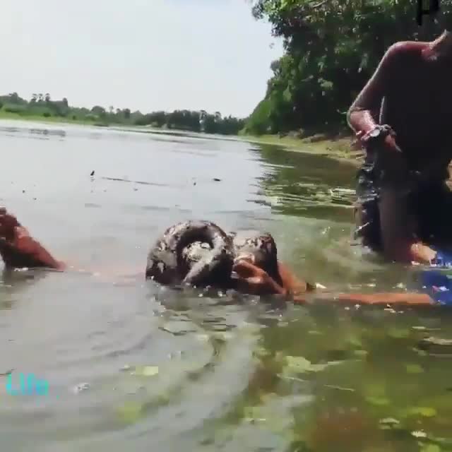 Boys going to catch a python in a river