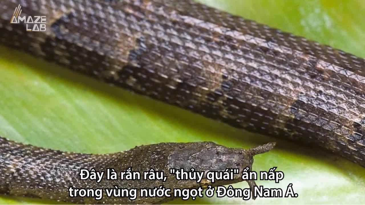 Rắn râu, loài rắn duy nhất trên trái đất có râu trên đầu