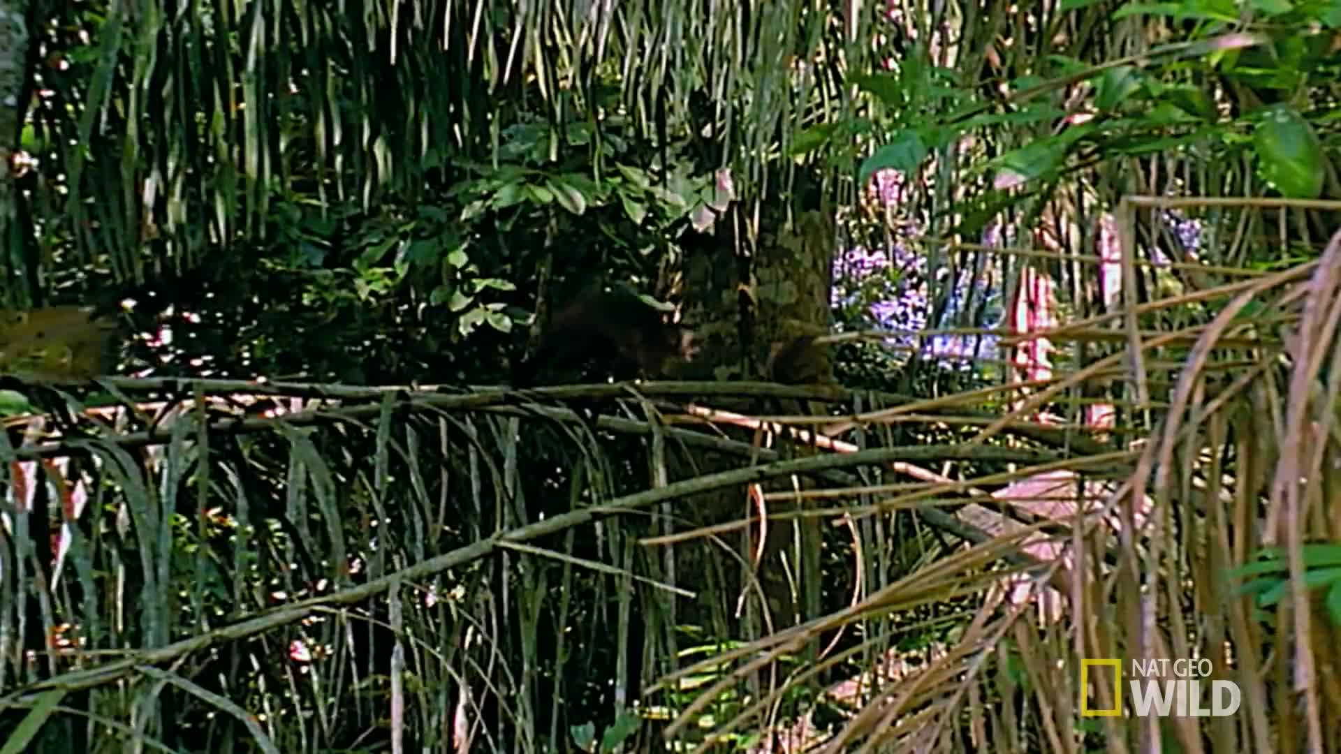 Đại bàng Harpy, nỗi khiếp sợ của những con khỉ trong rừng xanh