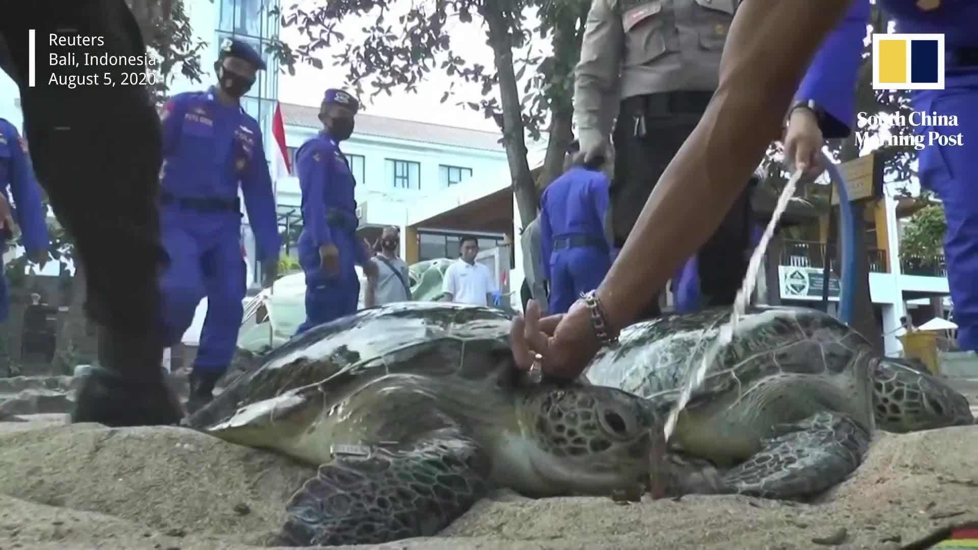 Indonesia giải cứu 25 cá thể rùa biển xanh về đại dương