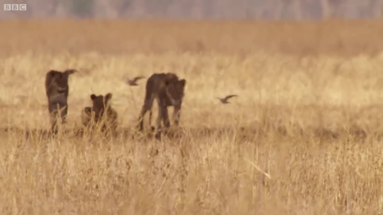 Epic Battle Between Lions and Bull - The Hunt - BBC Earth