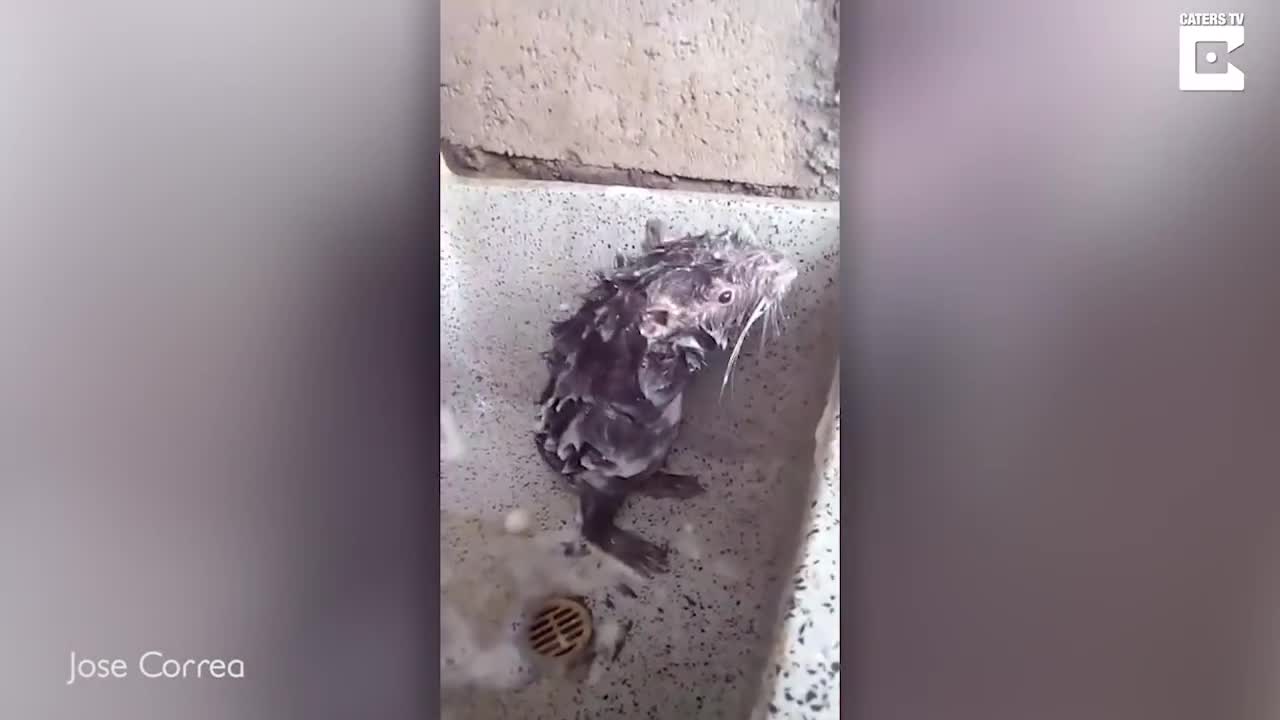 Bizarre Rat Washes Itself Like Human