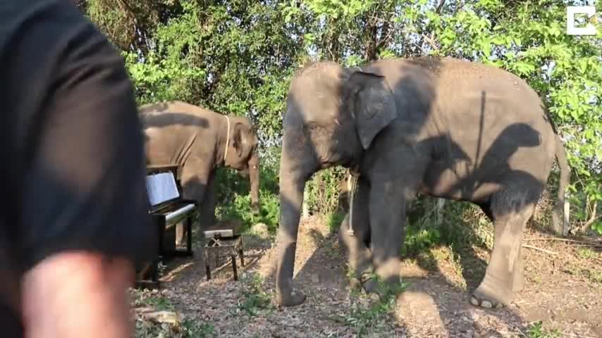British Pianist Plays Classical Symphonies To Handicapped Elephants