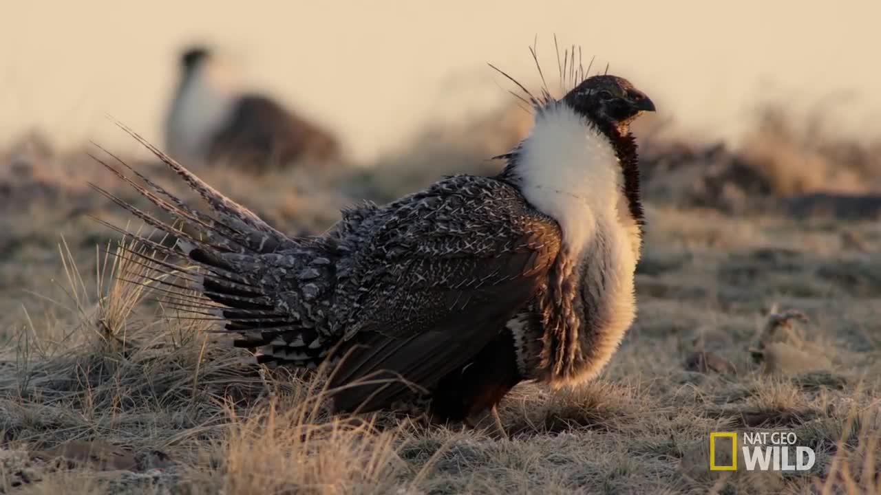 The Grouse's Unique Mating Ritual - America the Beautiful
