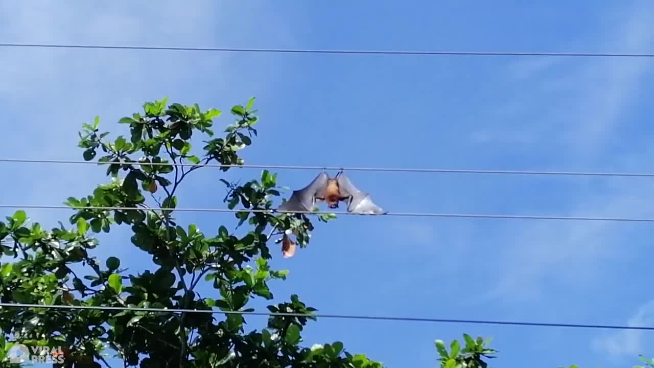 Bat Sunbathes From Power Line