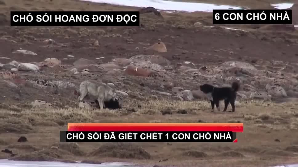 Chó sói độc chiến ác liệt với 6 chó nhà
