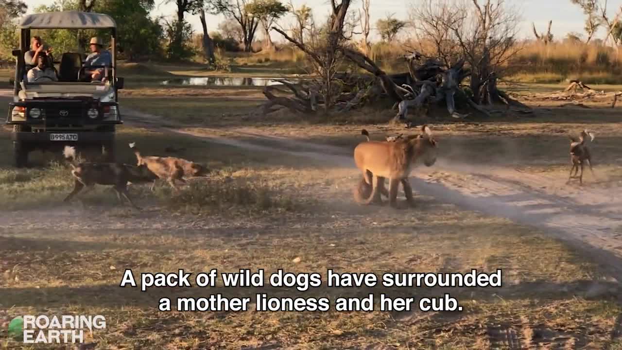 Sư tử và chó hoang châu Phi