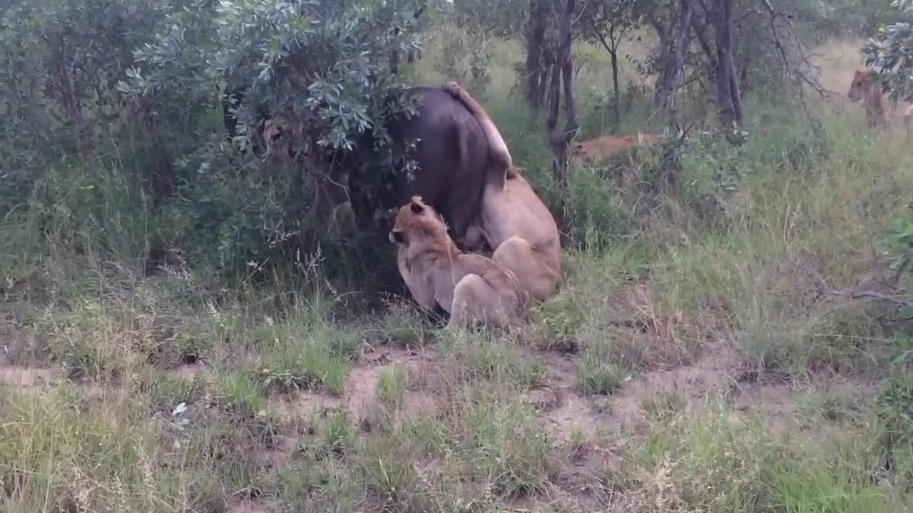 Trâu đực ngẩn ngơ vì không thể cứu đồng loại khỏi bầy sư tử