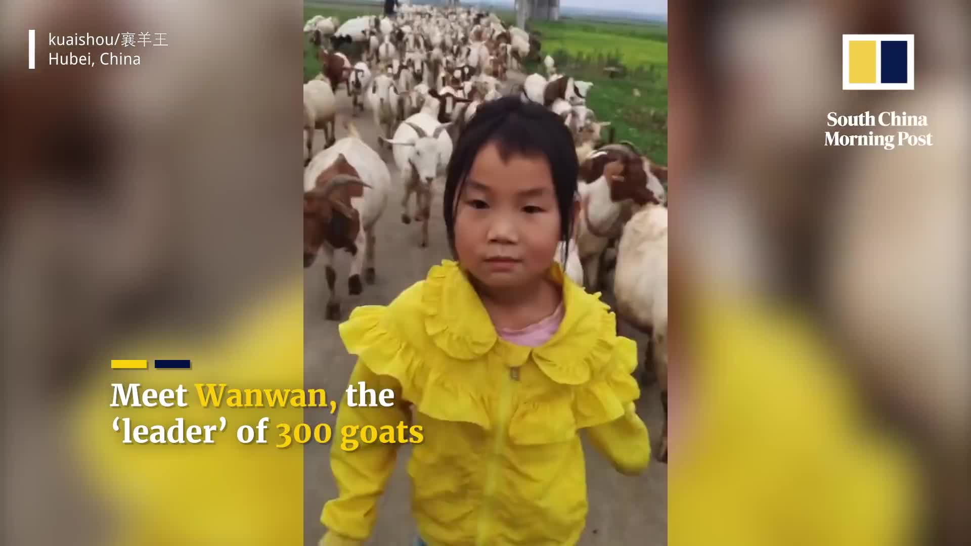 Clip: Cô bé 7 tuổi một mình chăn 300 con dê