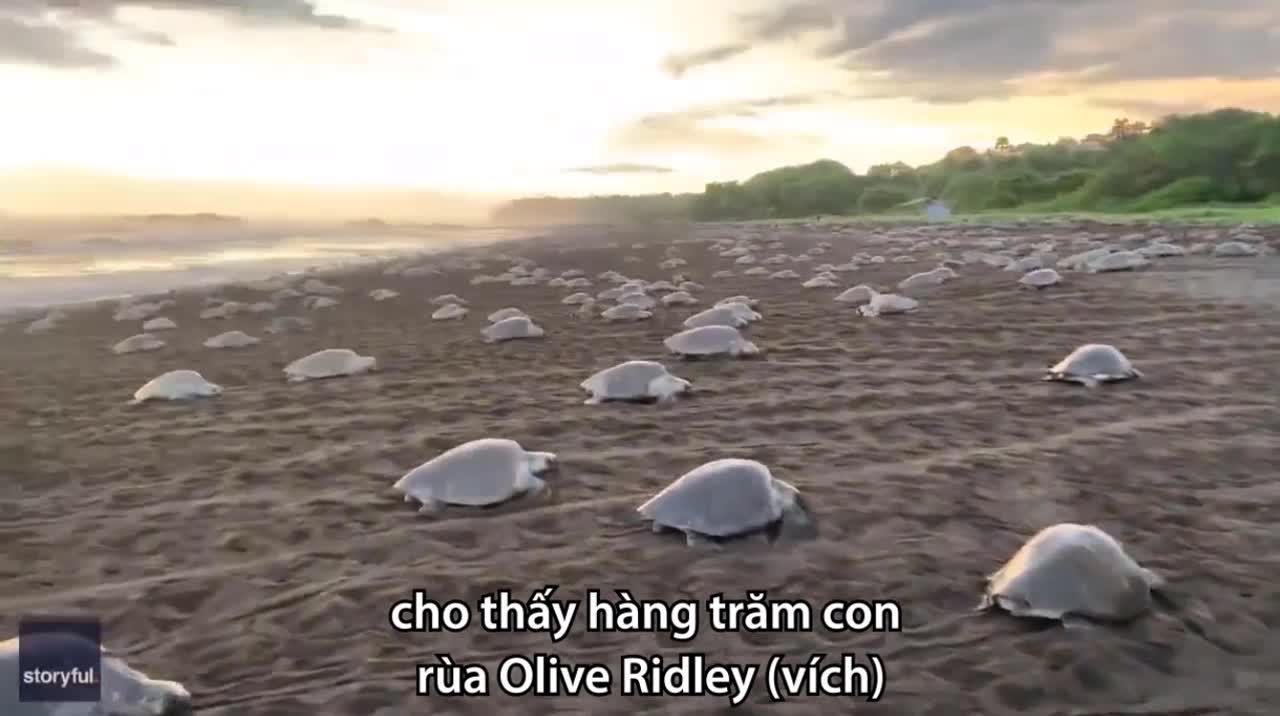 Quang cảnh đáng kinh ngạc được tạo ra bởi hàng trăm con rùa đẻ trứng