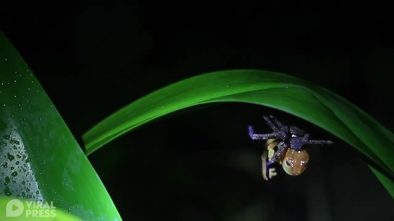 Huntsman Spider Eating Frog In India